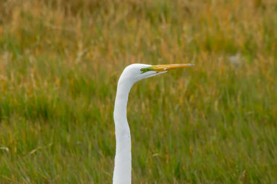 Image of Ardea Linnaeus 1758