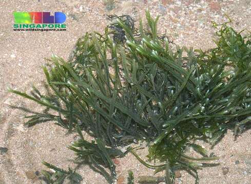 Caulerpa cupressoides的圖片