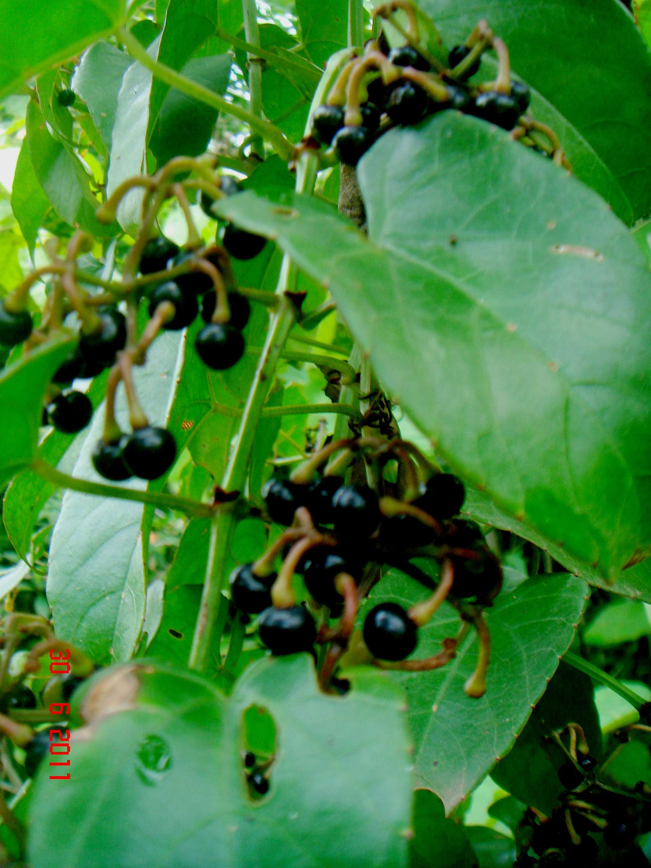 Image de Cissus hastata (Miq.) Planch.