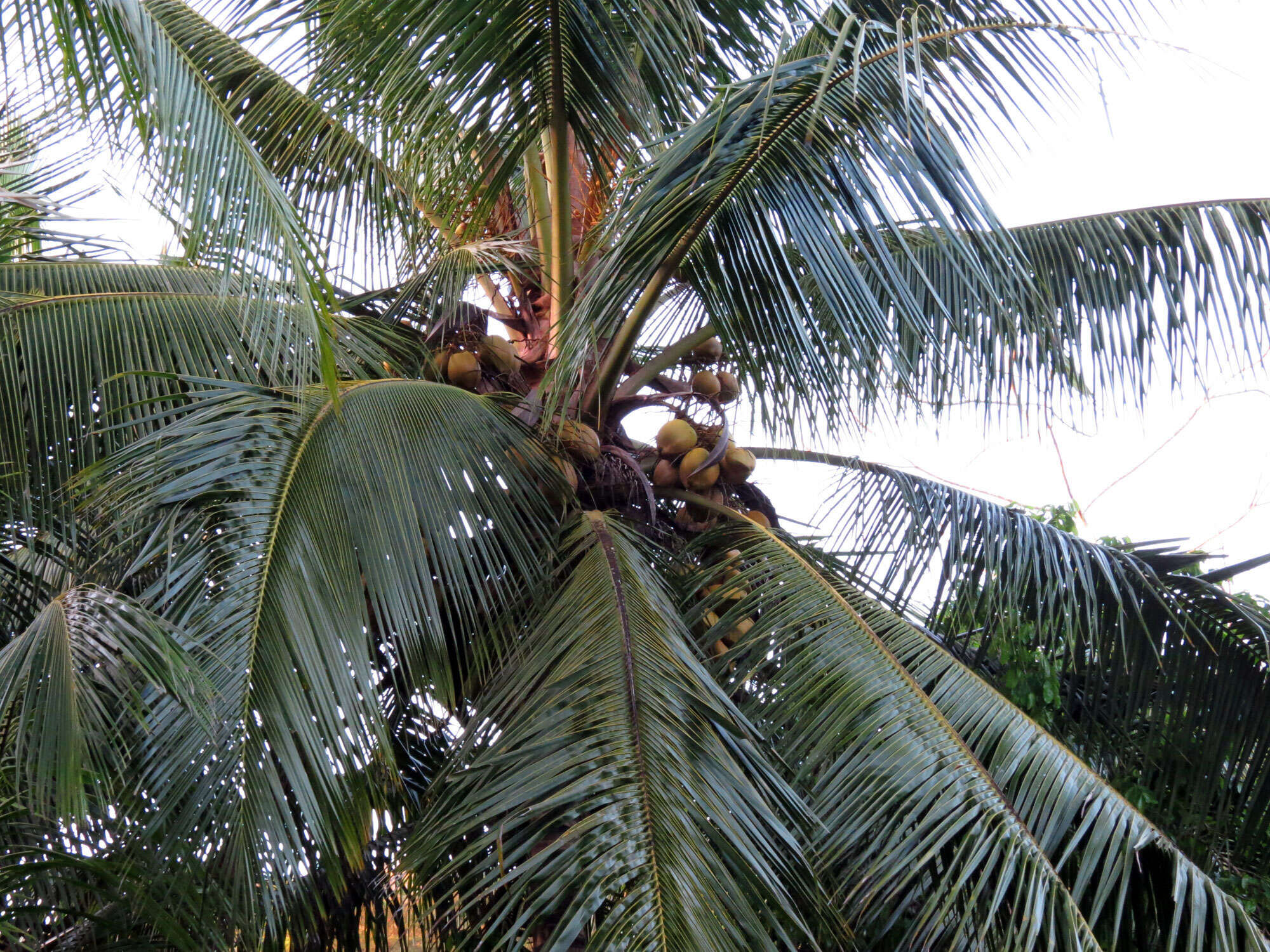 Image of coconut palm