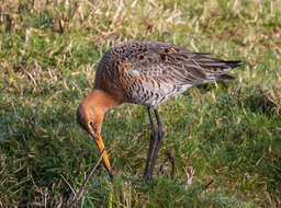 Image of Limosa Brisson 1760