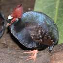 Image of Crested Partridge