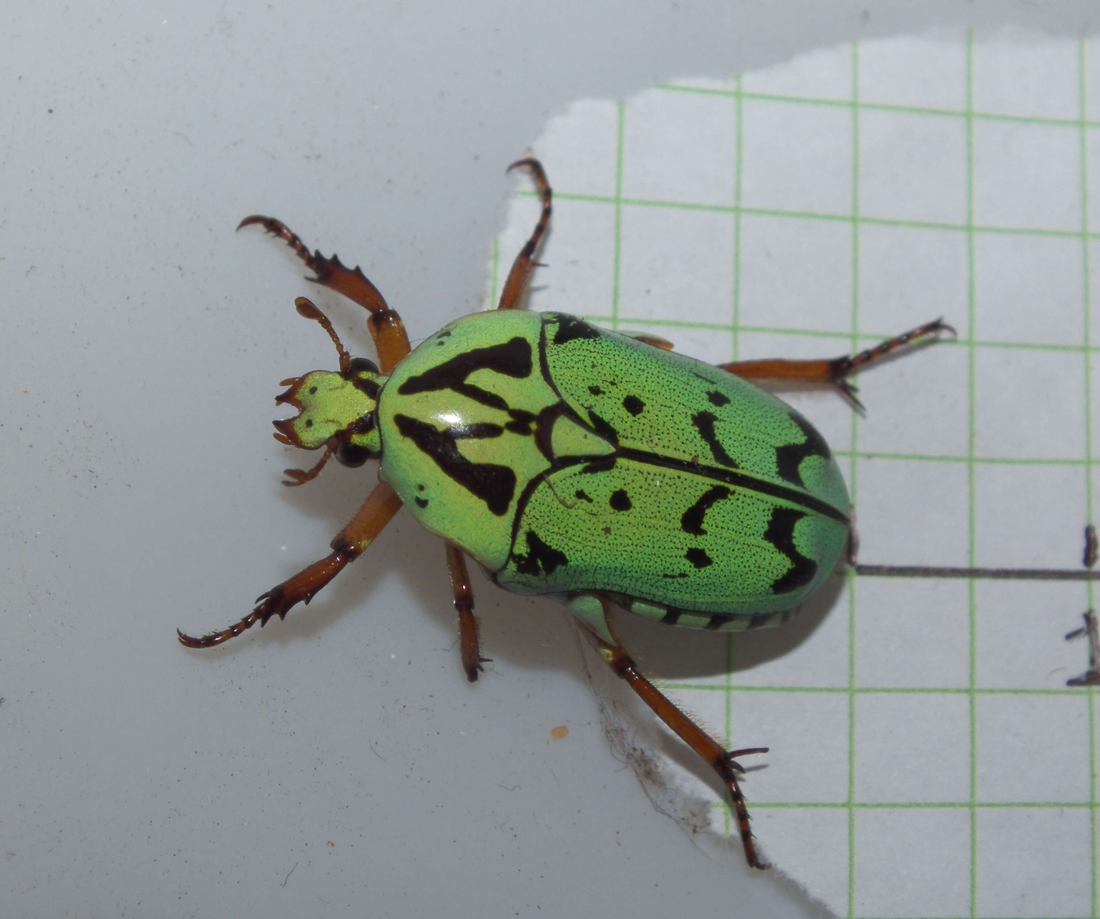 Image of flower chafers (beetles)