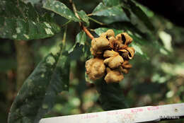 Image of Kola nut