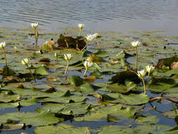 Image of waterlily