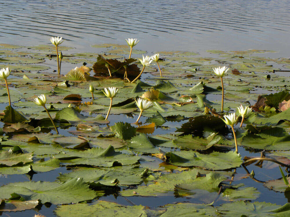 Image of waterlily