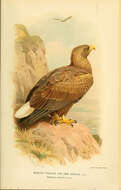 Image of White-tailed Eagle