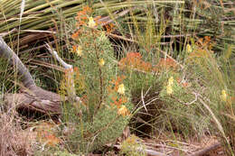 Image of Petrophile multisecta F. Müll.