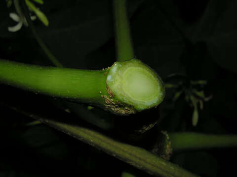 Image of Vasconcellea cauliflora (Jacq.) A. DC.