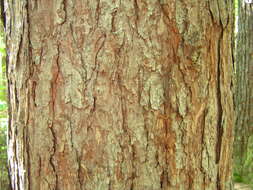 Image of Douglas-fir