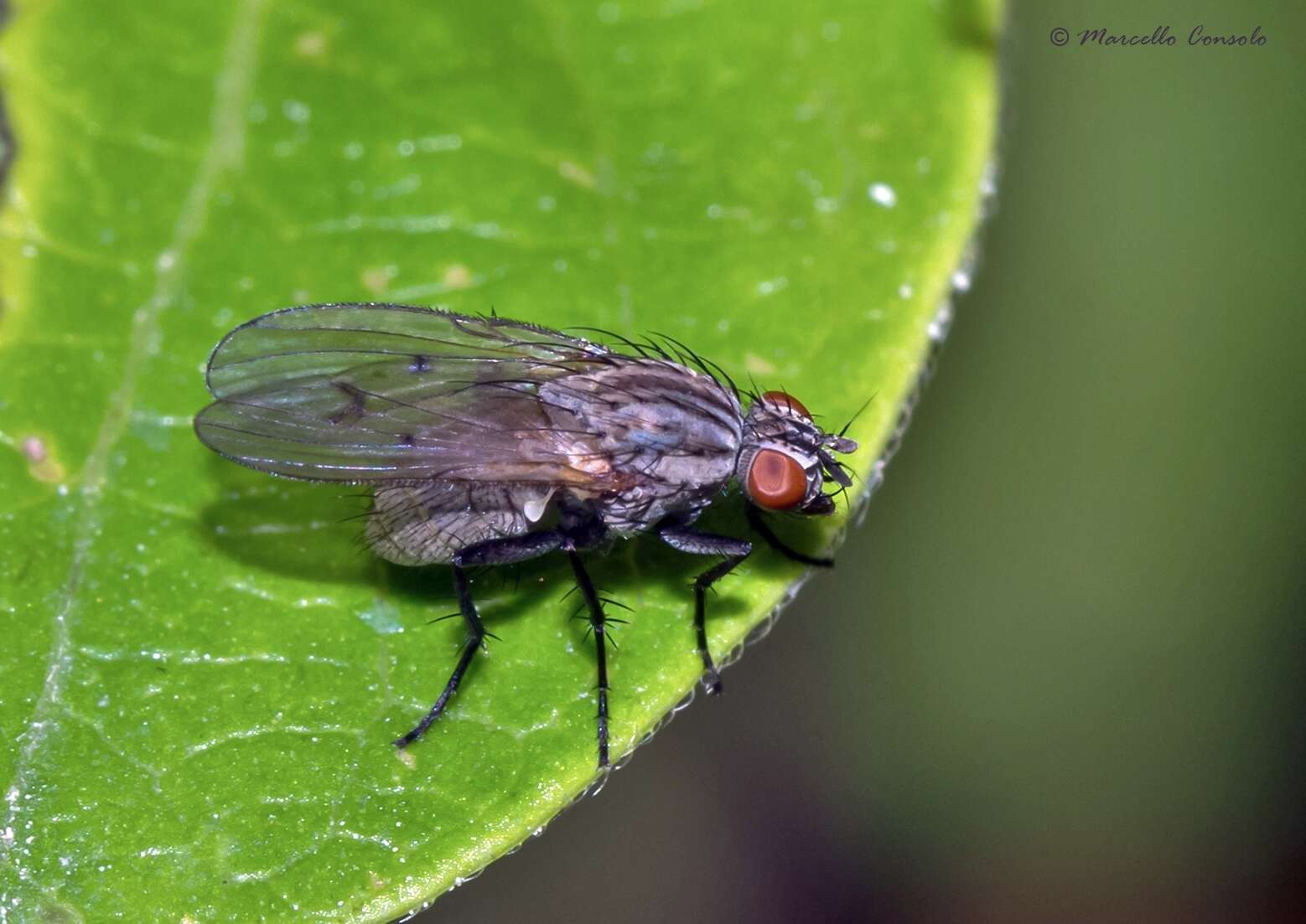 Image of Anthomyia