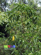 Image of Indian mulberry