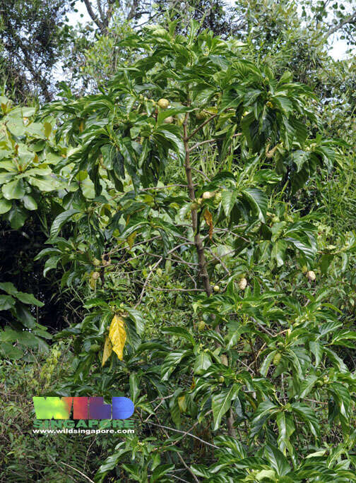 Image of Indian mulberry