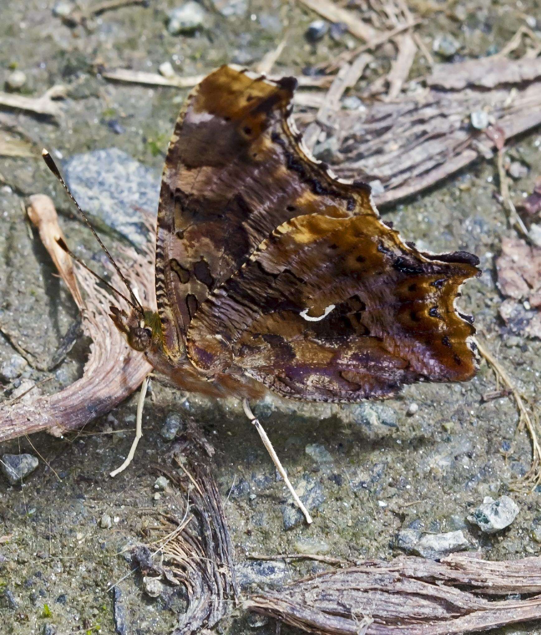 Слика од Polygonia comma Harris 1852