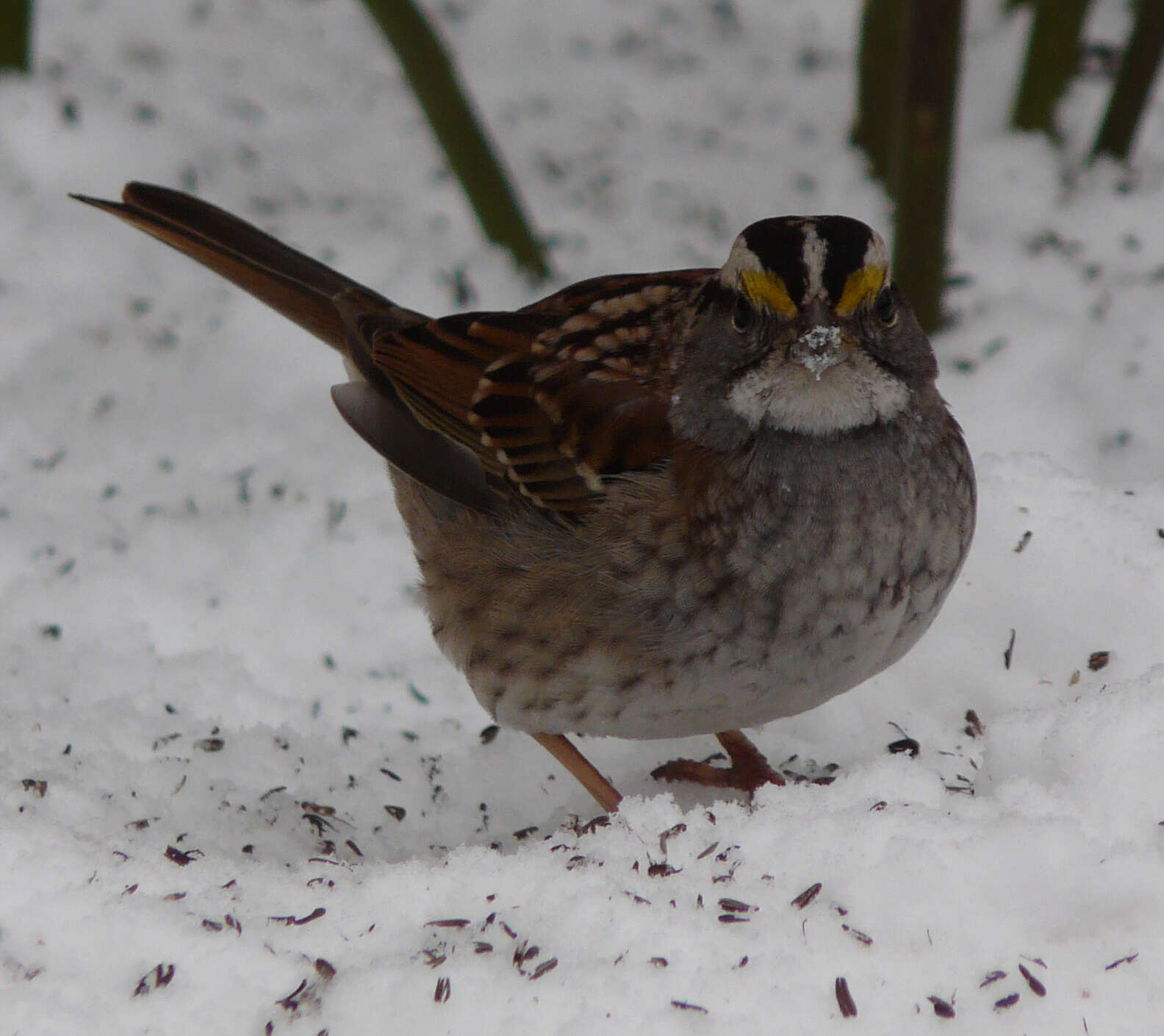 Image of White-throated Sparrow