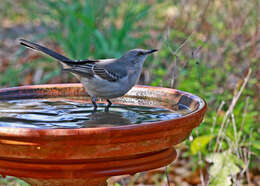 Image of Northern Mockingbird