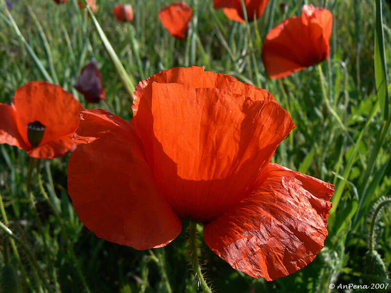 Image of poppy