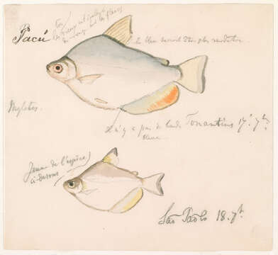 Image of Mylossoma aureum (Spix & Agassiz 1829)