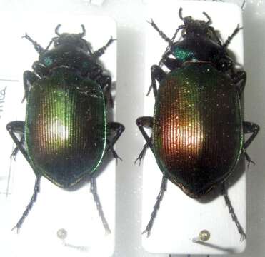 Слика од Calosoma (Calosoma) sycophanta (Linnaeus 1758)