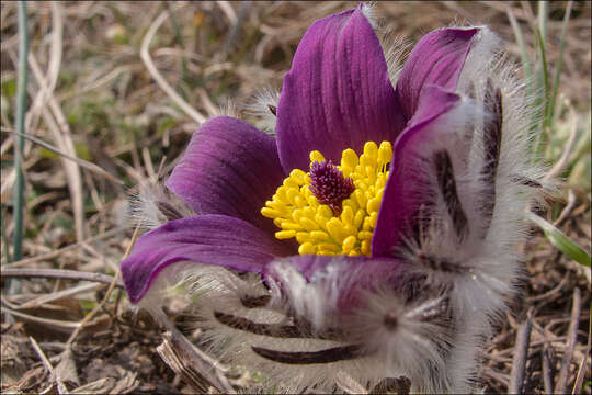 Image of Pulsatilla montana (Hoppe) Rchb.