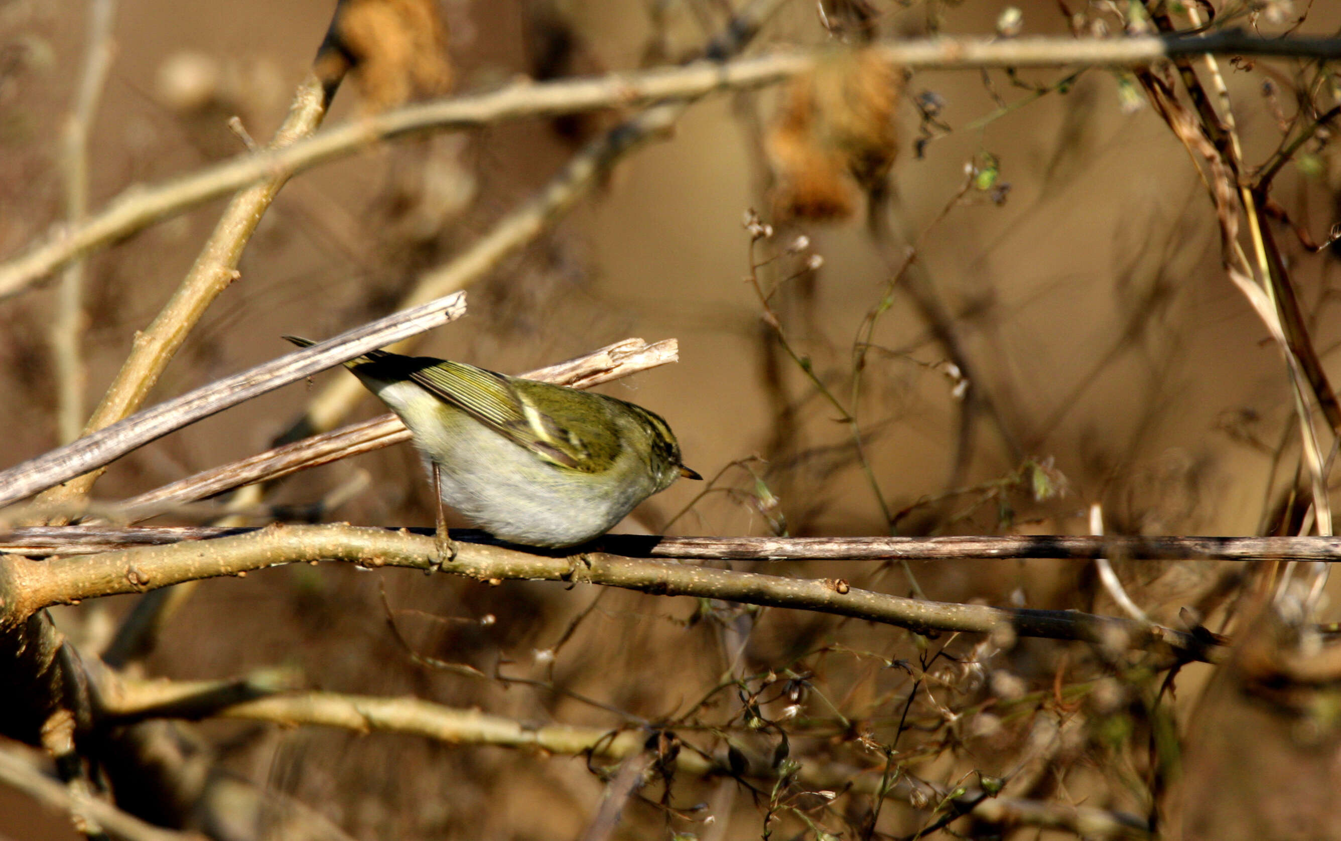 Image of Yellow-browed Warbler