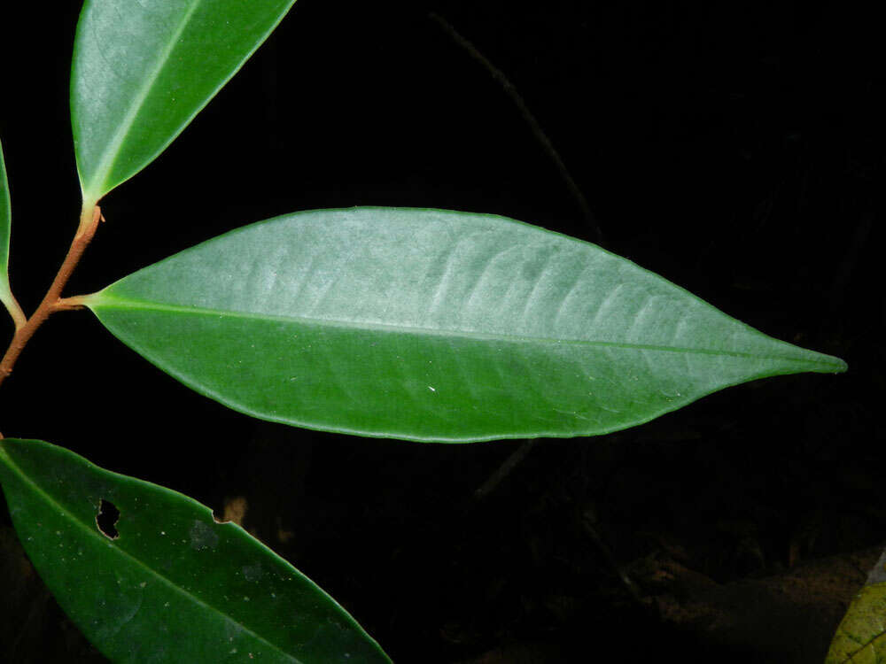 Plancia ëd Ardisia dunlapiana P. H. Allen