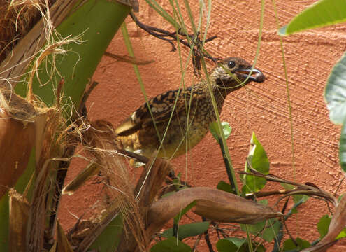 Image of Chlamydera Gould 1837