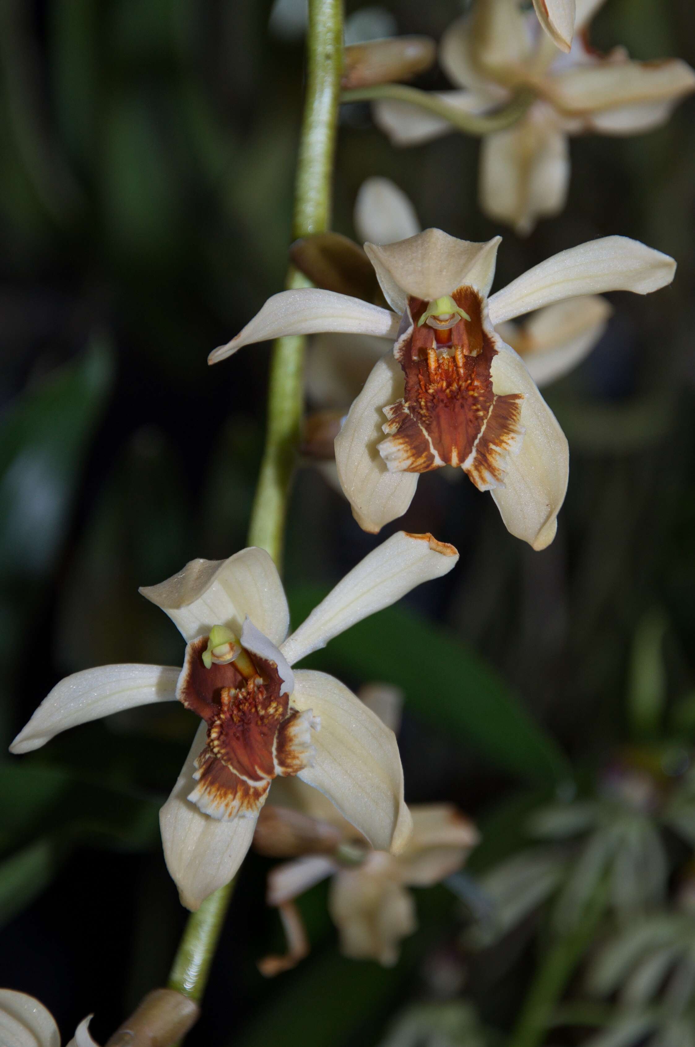 Image of Coelogyne Burfordiense × Coelogyne velutina