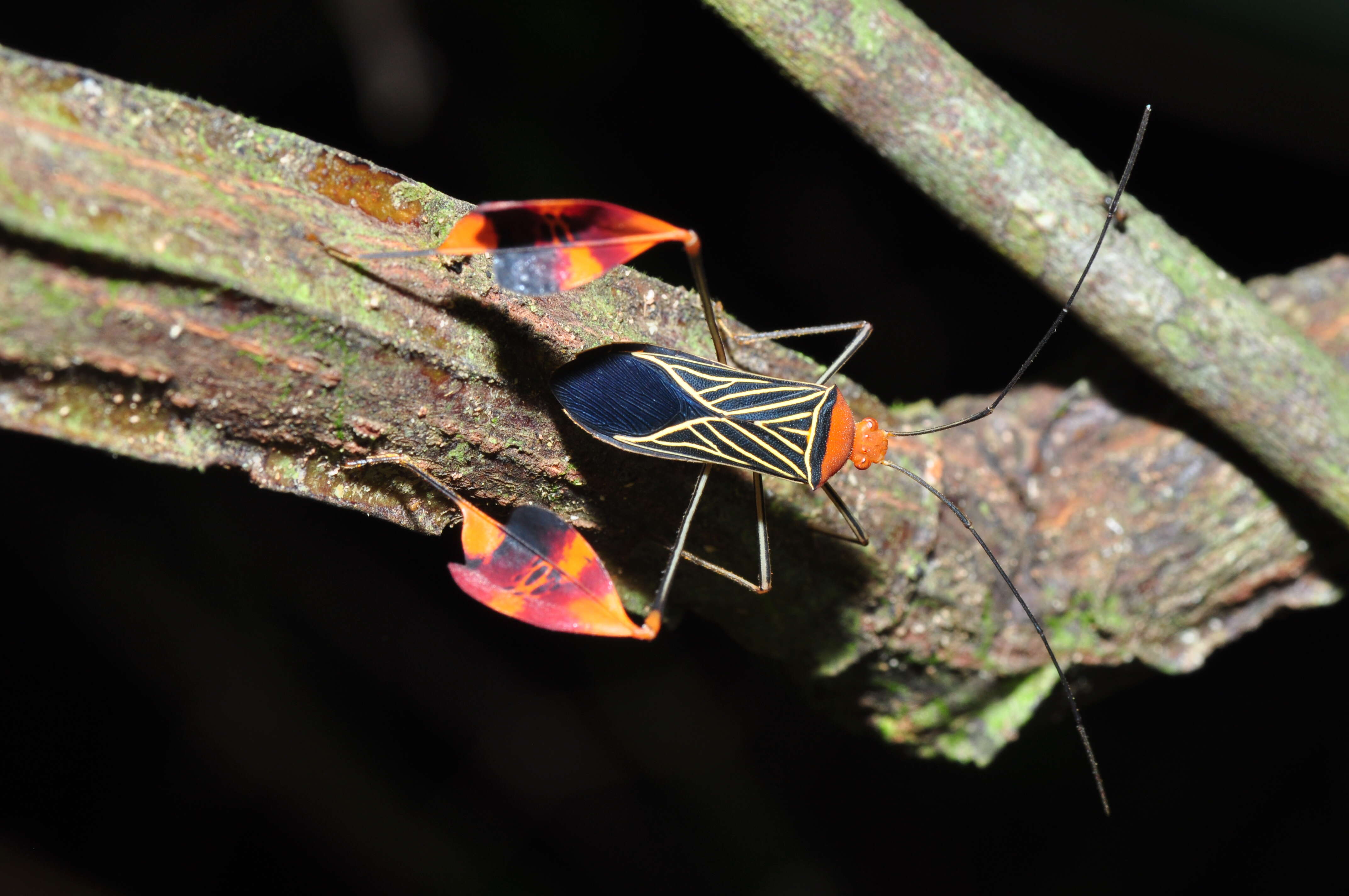 Image of Anisoscelis flavolineata