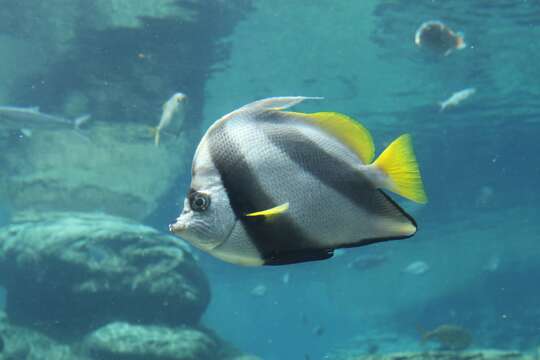 Image of Bannerfish