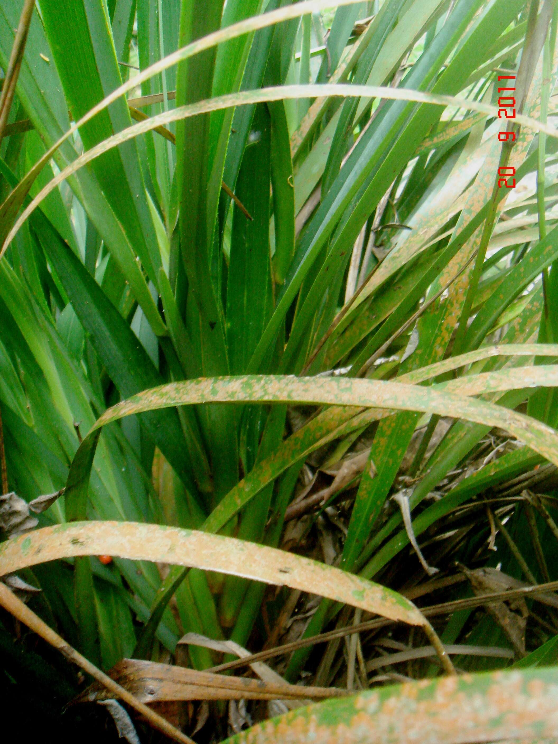 Image of Dianella