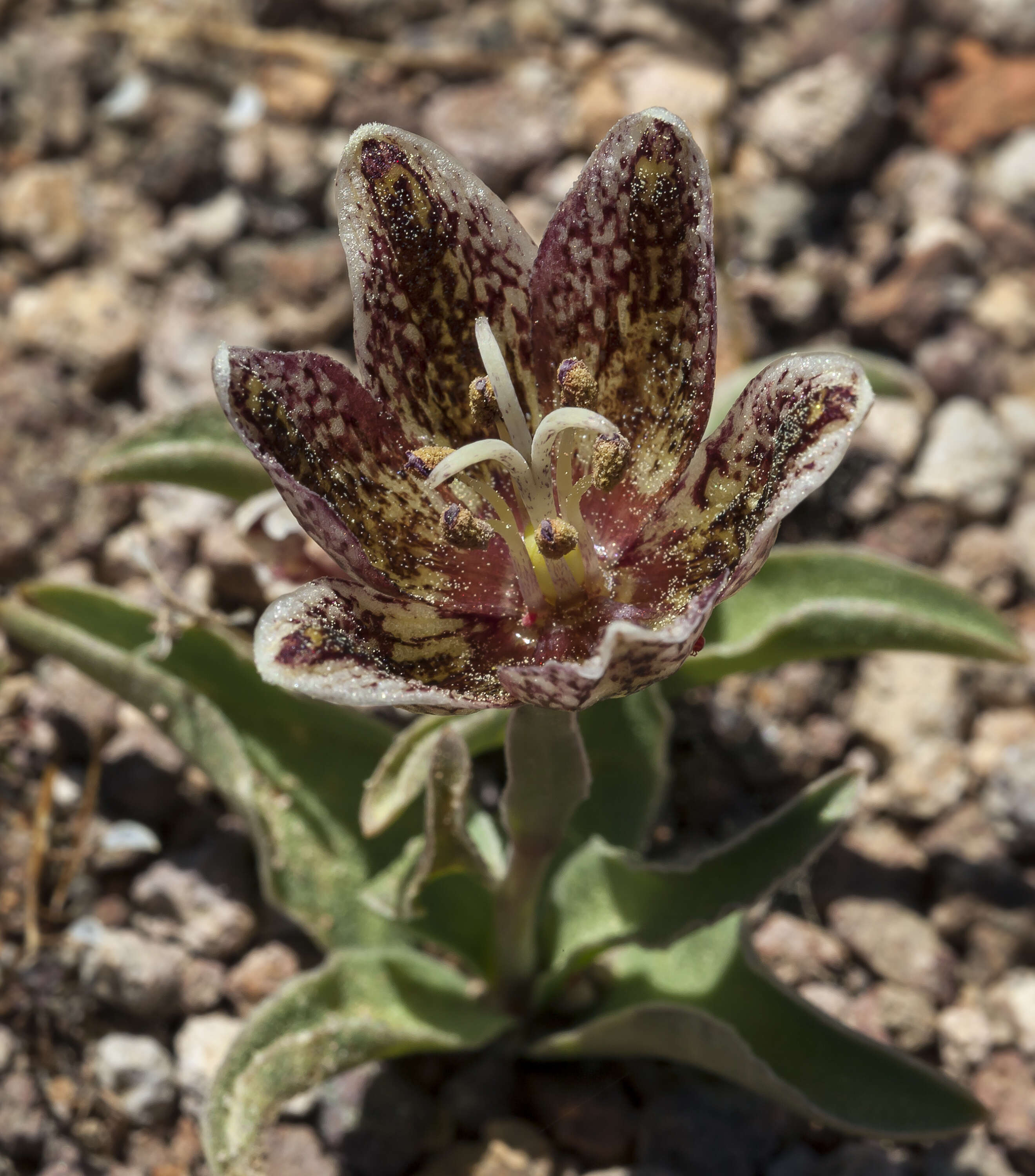 Image of Purdy's fritillary