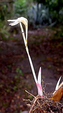 Image de Maranta subterranea J. M. A. Braga