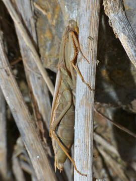 Image of Mediterranean Mantis