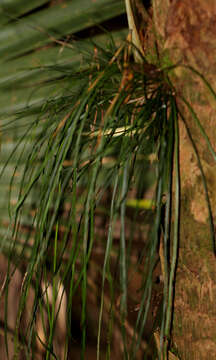 Image of shoestring fern