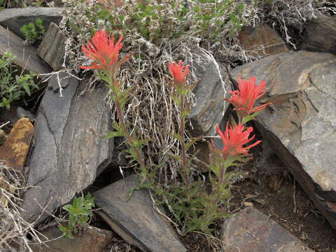 Image of wavyleaf Indian paintbrush