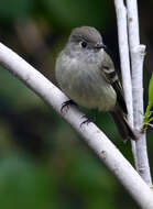 Image of Hammond's Flycatcher