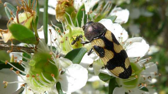 Слика од Castiarina inconspicua (Saunders 1868)