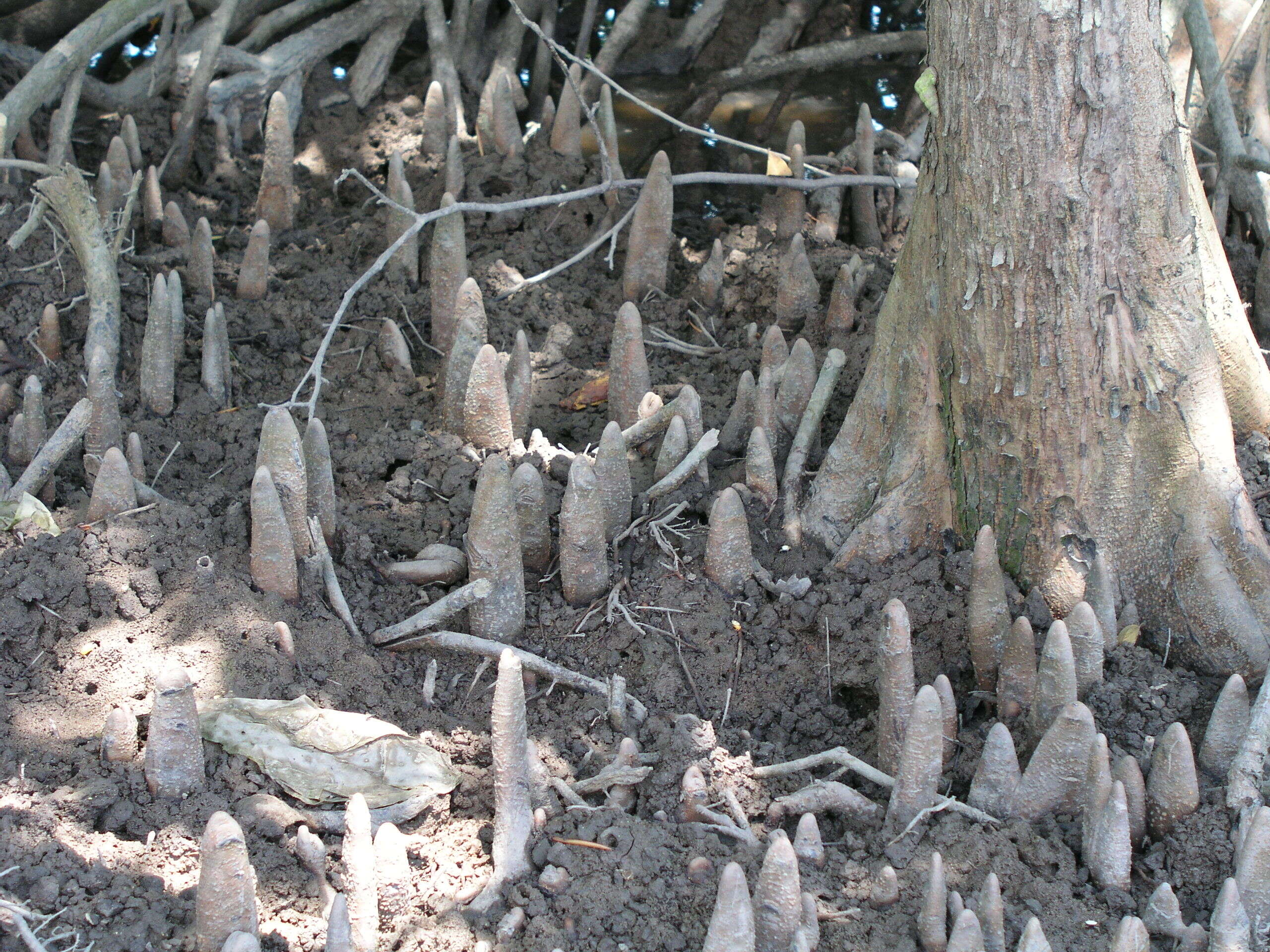 Image of Xylocarpus