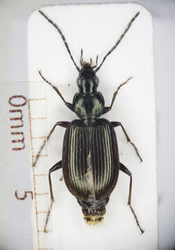 Image of Agonum (Europhilus) micans (Nicolai 1822)