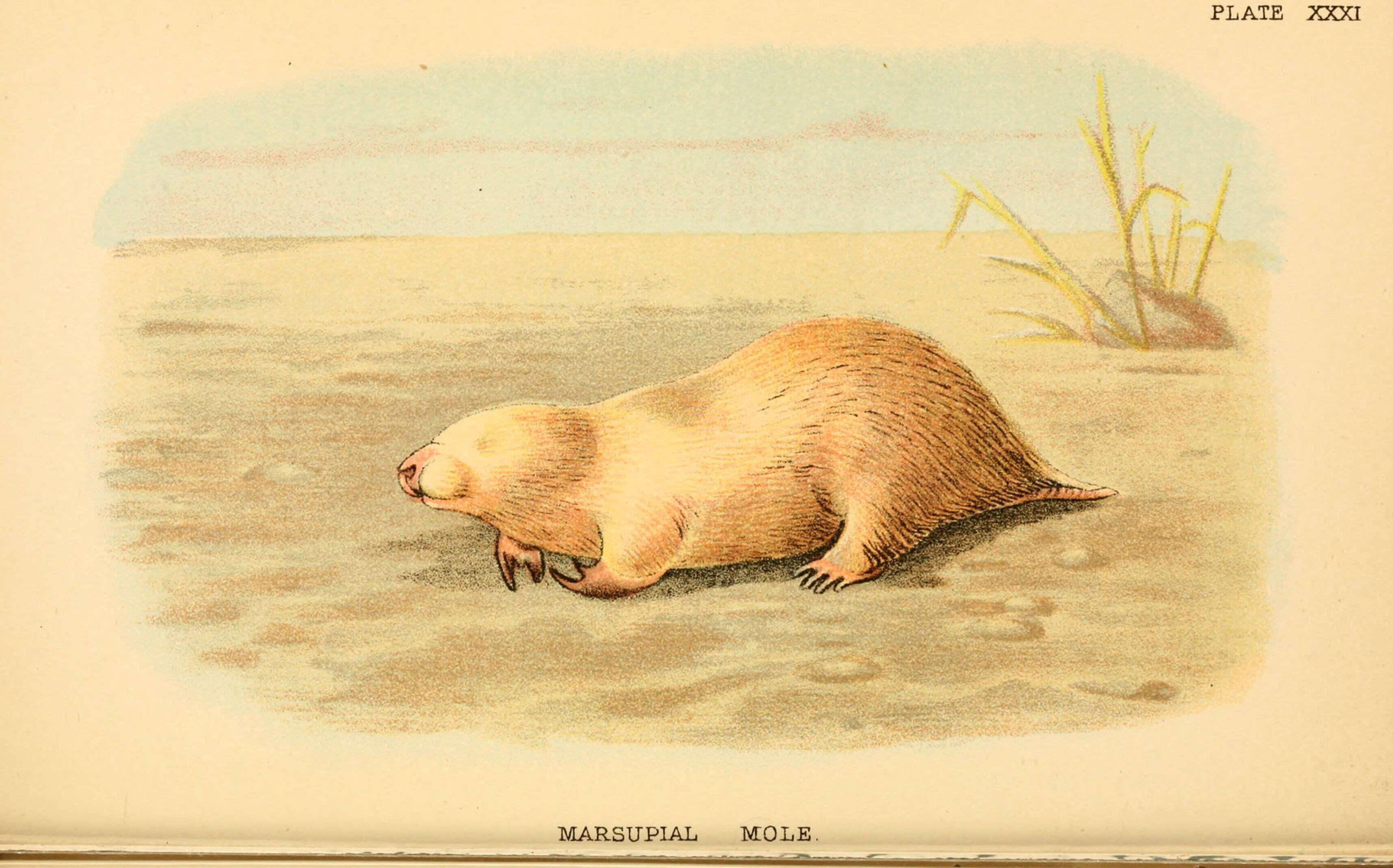 Image of marsupial moles