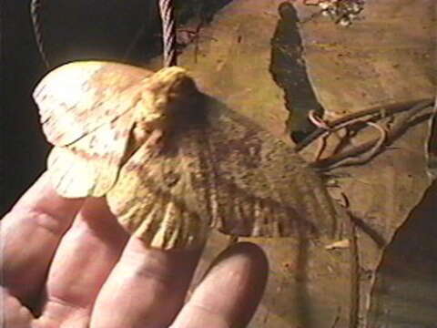 Image of Imperial Moth