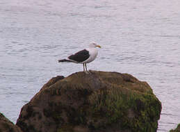 Image of Larus Linnaeus 1758