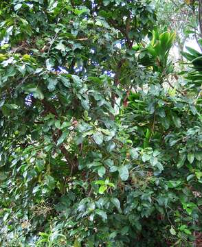 Image of umbrella catchbirdtree