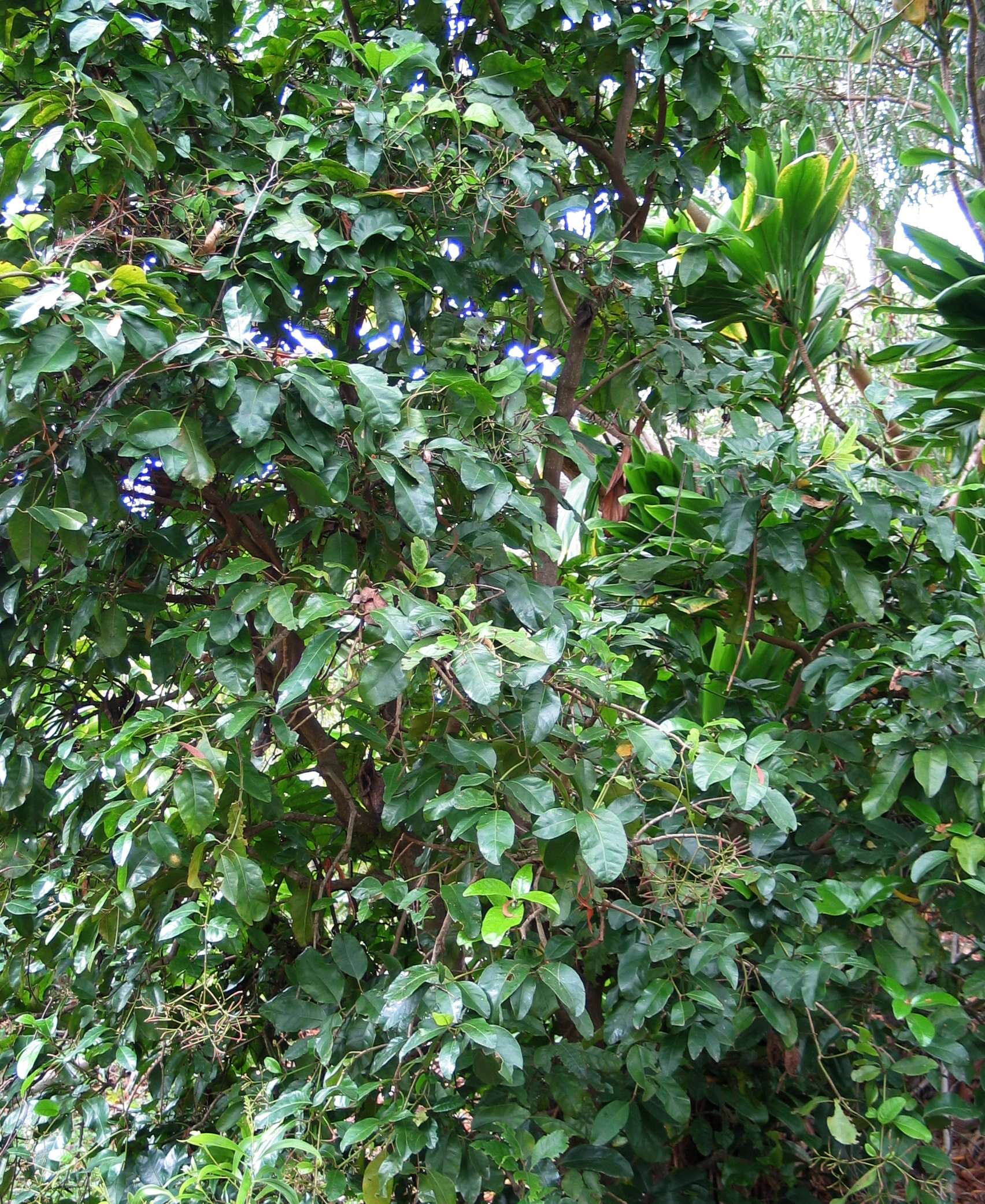 Image of Catchbirdtrees