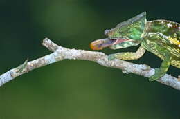 Image of Madagascar & Seychelles Islands Chameleons