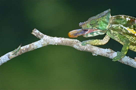 Image of Parson's Chameleon