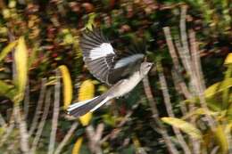 Image of Northern Mockingbird