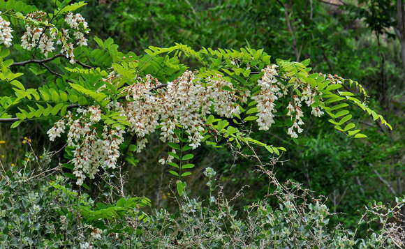 Image of black locust