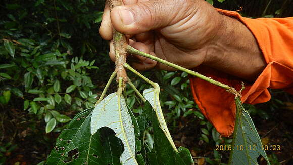 Image of Pterygota brasiliensis F. Allem.